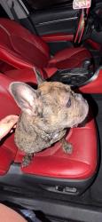 Lost Male Dog last seen Panorama area, Cathedral City, CA 92235