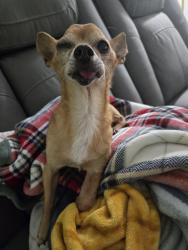 Found/Stray Male Dog last seen Near Stratford road, Lexington, NC 27292
