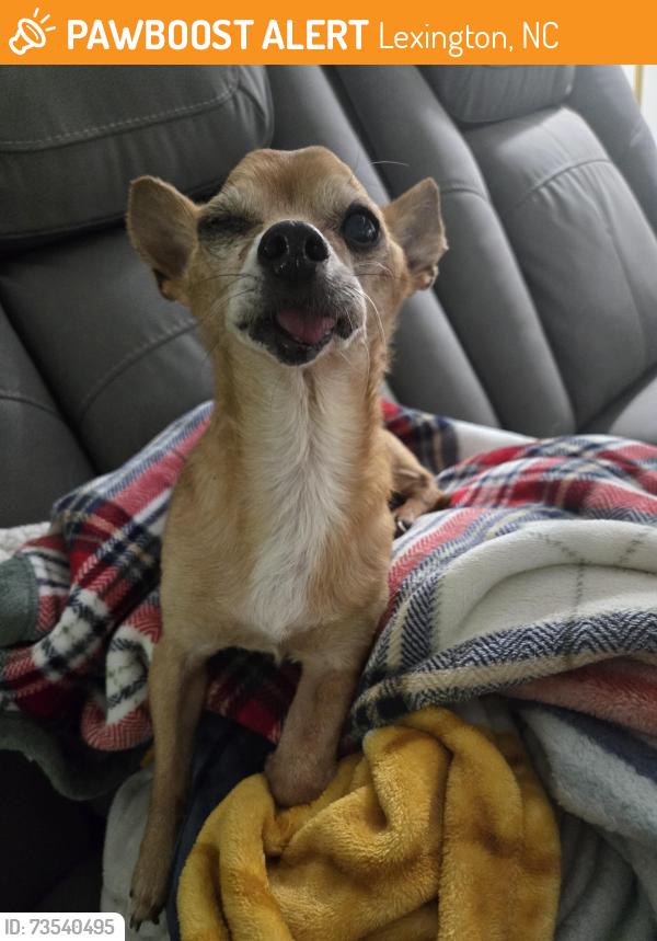 Found/Stray Male Dog last seen Near Stratford road, Lexington, NC 27292