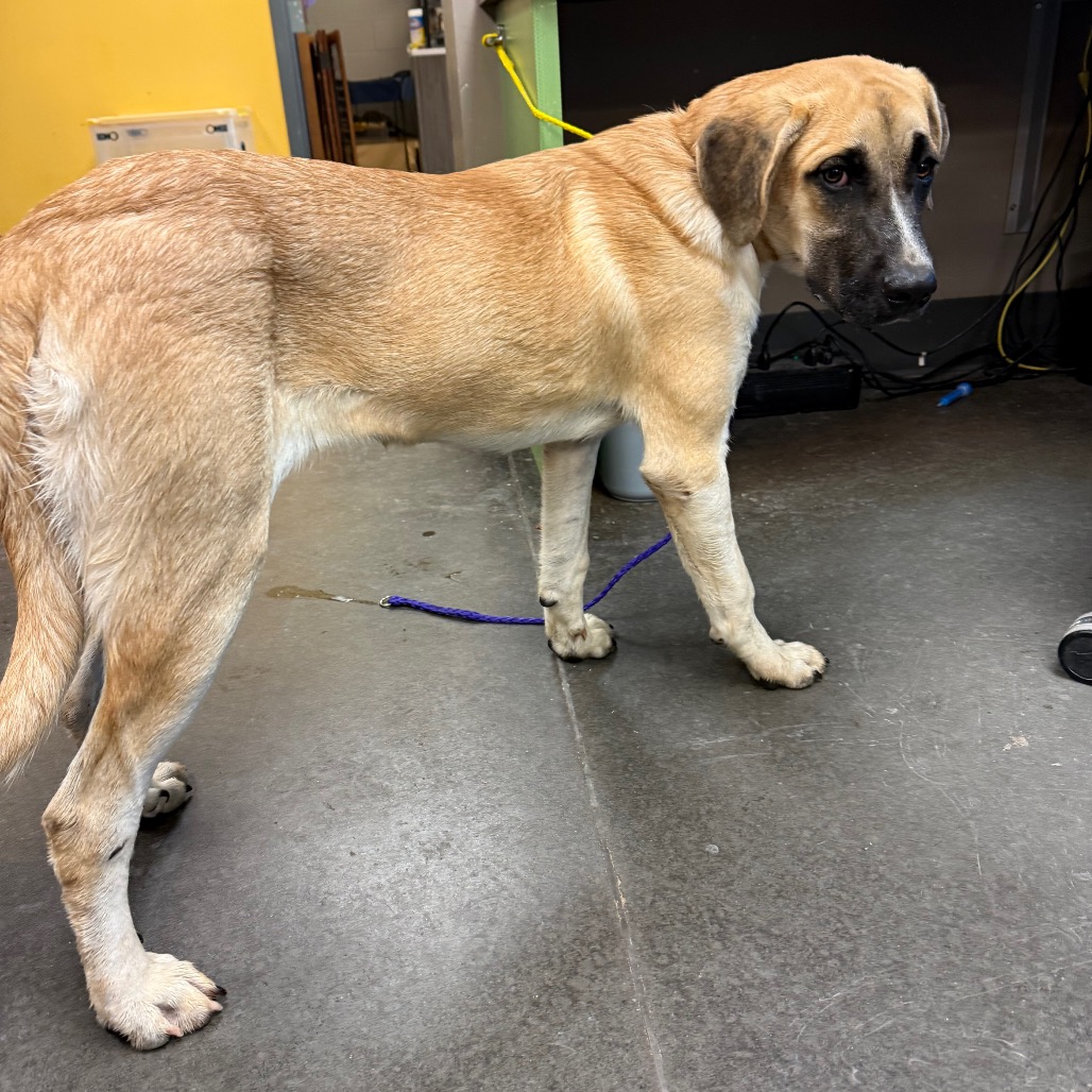 Shelter Stray Female Dog last seen , 3428 S Jenkins Ave, Norman, OK 73072, USA