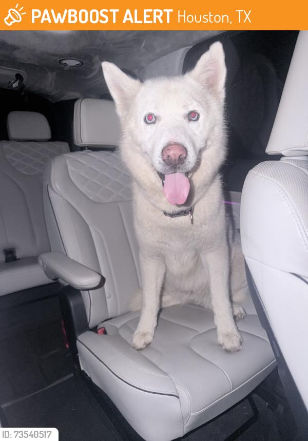 Found/Stray Female Dog last seen Near shell gas station, Houston, TX 77084