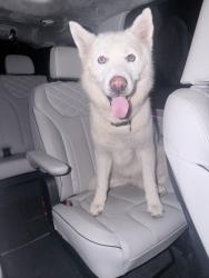 Found/Stray Female Dog last seen Near shell gas station, Houston, TX 77084