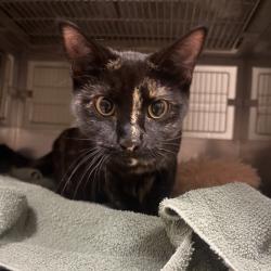 Shelter Stray Female Cat last seen , 54687 Co Rd 19, Bristol, IN 46507, USA