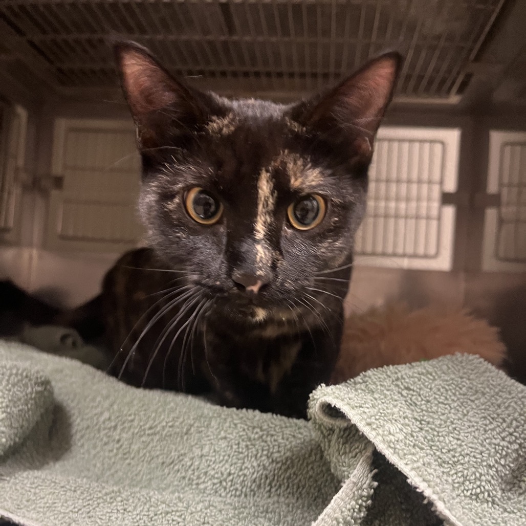 Shelter Stray Female Cat last seen , 54687 Co Rd 19, Bristol, IN 46507, USA