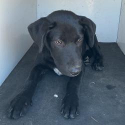 Shelter Stray Male Dog last seen , 901 N Haverty St, Pine Bluff, AR 71601, USA