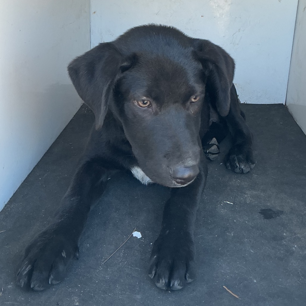 Shelter Stray Male Dog last seen , 901 N Haverty St, Pine Bluff, AR 71601, USA