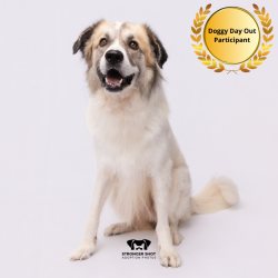 Shelter Stray Male Dog last seen , 3607 N Armenia Ave, Tampa, FL 33607, USA