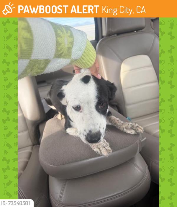 Found/Stray Female Dog last seen First Street, King City, Ca 93930, King City, CA 93930