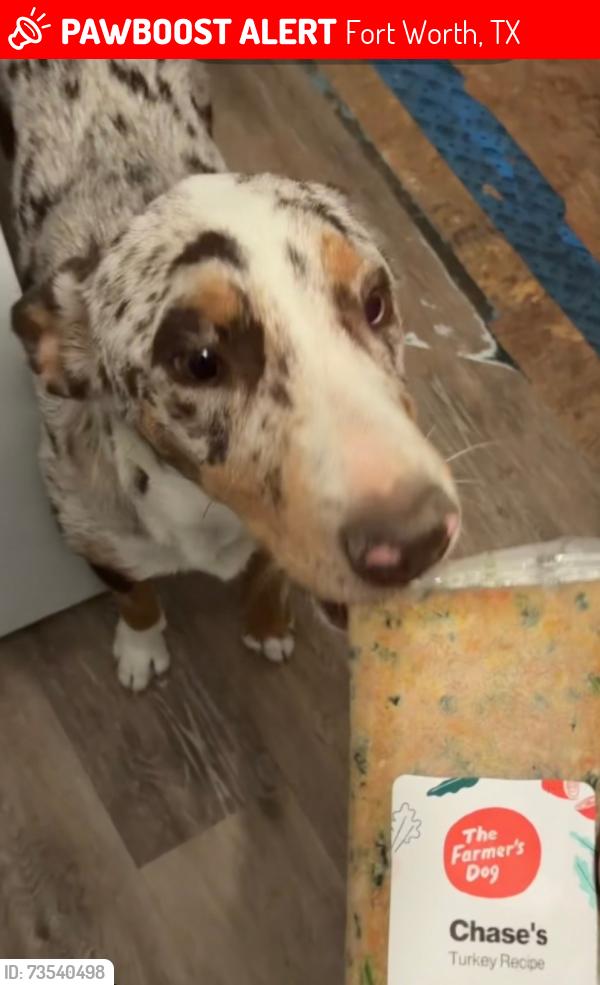 Lost Male Dog last seen White settlement road, Fort Worth, TX 76108