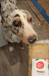 Lost Male Dog last seen White settlement road, Fort Worth, TX 76108