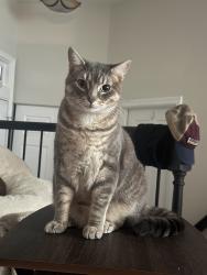 Lost Male Cat last seen Giant on stone rd, Centreville, VA 20120