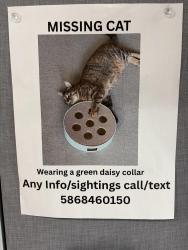 Lost Female Cat last seen Shiple Hall, University of Detroit Mercy Campus, Detroit, MI 48221