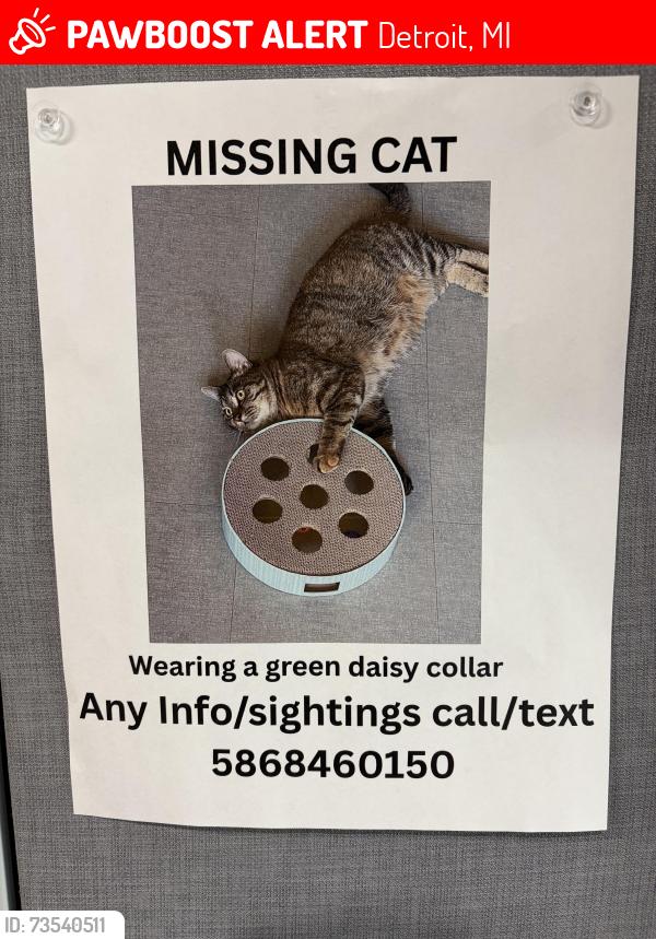 Lost Female Cat last seen Shiple Hall, University of Detroit Mercy Campus, Detroit, MI 48221