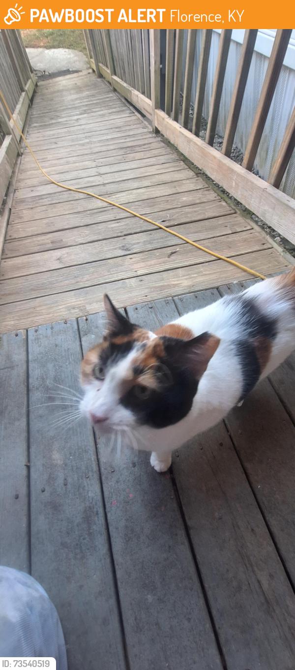 Found/Stray Unknown Cat last seen Between Mosby's point and Deer trace, Florence, KY 41042