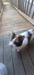 Found/Stray Unknown Cat last seen Between Mosby's point and Deer trace, Florence, KY 41042