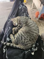 Reunited Male Cat last seen Everglade and parkhill, Mansfield, TX 76063