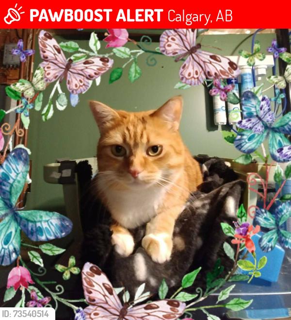 Lost Female Cat last seen Falconridge, Calgary, AB T3J 2A6