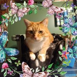 Lost Female Cat last seen Falconridge, Calgary, AB T3J 2A6