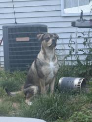 Lost Male Dog last seen Chandler farm circle, Centreville, VA 20120