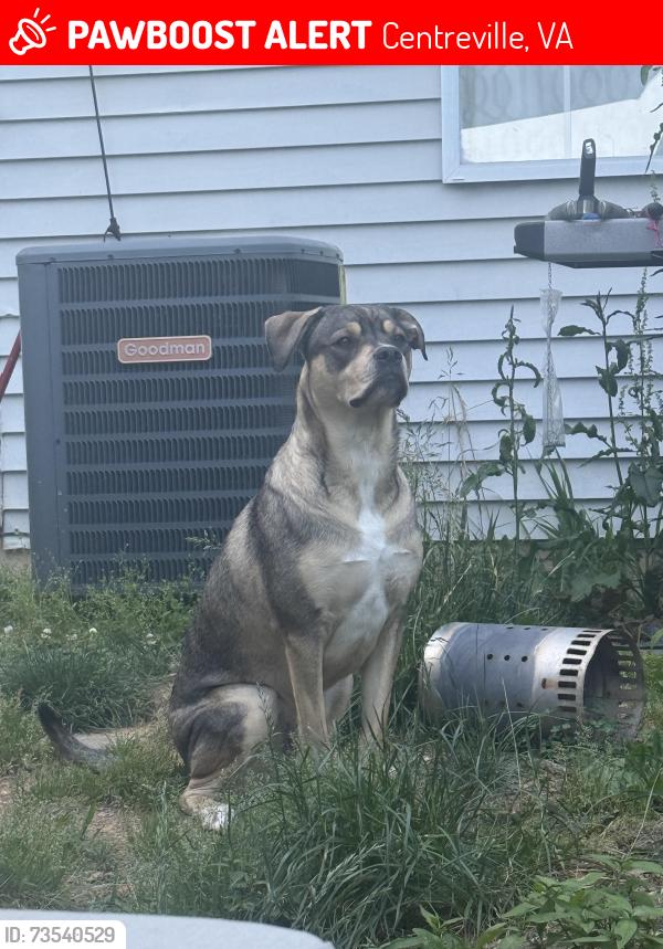 Lost Male Dog last seen Chandler farm circle, Centreville, VA 20120
