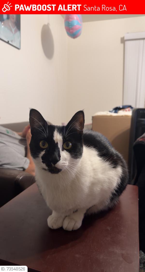 Lost Male Cat last seen Coffey Ln by the Pepsi Factory, Santa Rosa, CA 95403