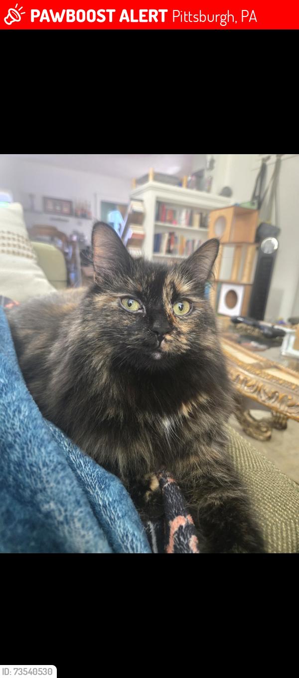 Lost Female Cat last seen Ridgeville St and S. Dallas Ave near Homewood Cemetery, Pittsburgh, PA 15217