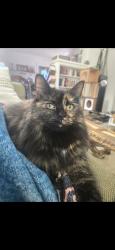 Lost Female Cat last seen Ridgeville St and S. Dallas Ave near Homewood Cemetery, Pittsburgh, PA 15217
