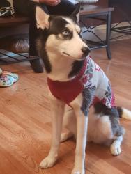 Lost Female Dog last seen Madison St and Lime, Lancaster, PA 17602
