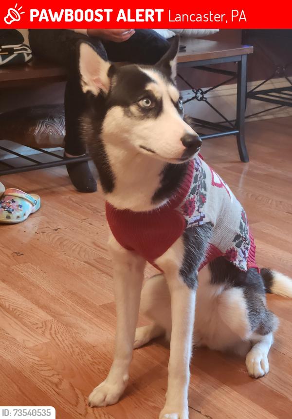 Lost Female Dog last seen Madison St and Lime, Lancaster, PA 17602