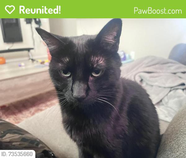 Reunited Female Cat last seen Lorson Ranch, Colorado Springs, CO 80925