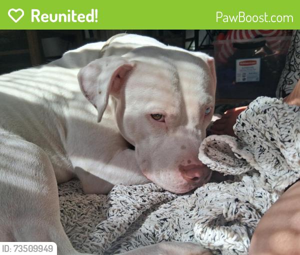 Reunited Male Dog last seen Neighbor hood health clinic on 8st, Yakima, WA 98901