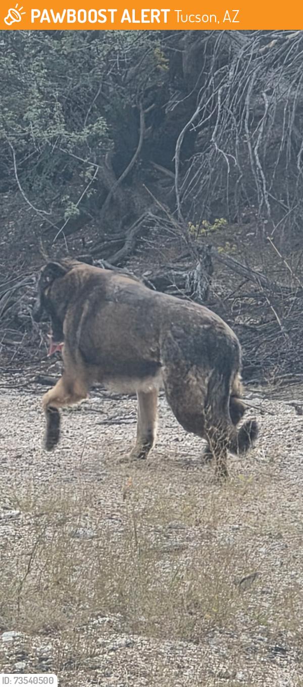 Found/Stray Unknown Dog last seen Seen on Craycroft between River and sunrise. He is in the wash on the east side of Craycroft. Scared and won’t come to me., Tucson, AZ 85712