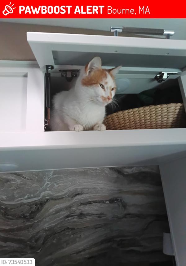 Lost Male Cat last seen the canal, Bourne, MA 02562