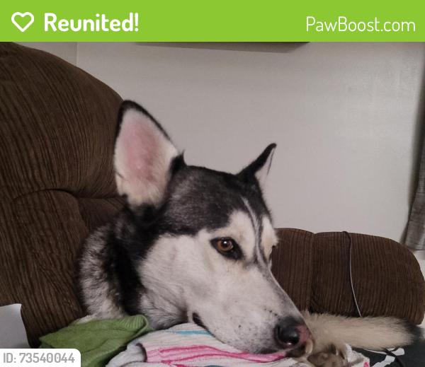 Reunited Female Dog last seen Round about on Hwy 66 and Hwy 81, El Reno, OK 73036