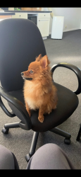 Reunited Female Dog last seen Found 9012 Gravois Rd Pasta hse in Affton, Affton, MO 63123