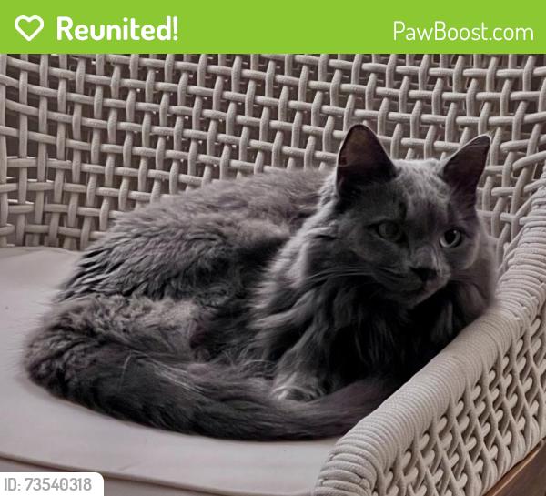 Reunited Female Cat last seen Residences at Oakland Road, South Windsor, CT 06074
