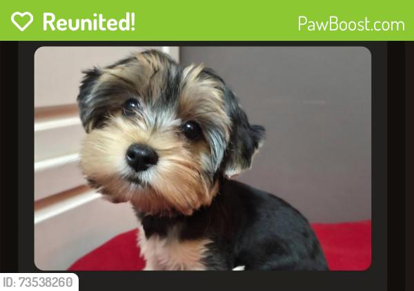 Reunited Male Dog last seen Emmott Elementary School, Houston, TX 77065