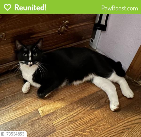 Reunited Male Cat last seen Stewart Rd & Kimberly Rd, Willernie, MN 55115