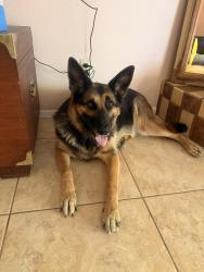 Lost Female Dog last seen 66th and Phells, Scottsdale, AZ 85254