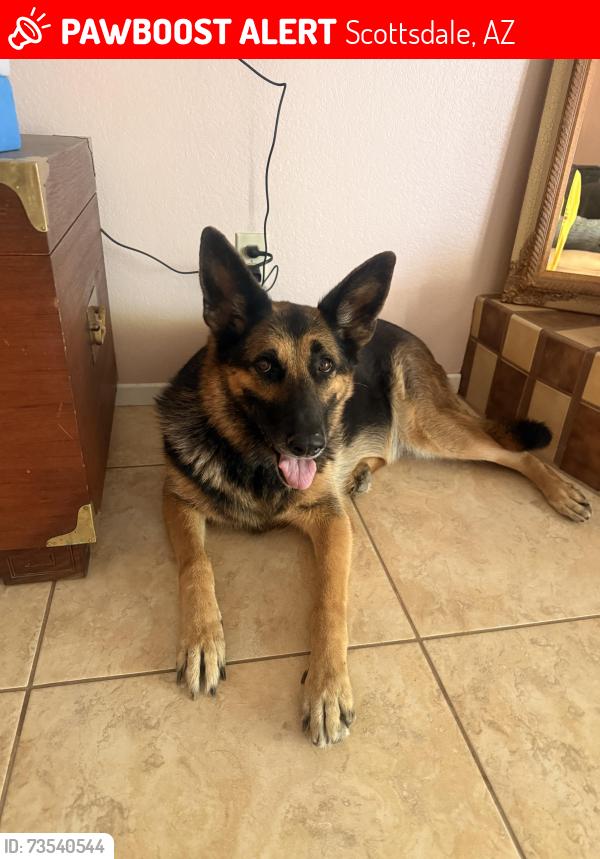 Lost Female Dog last seen 66th and Phells, Scottsdale, AZ 85254