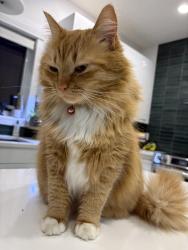 Lost Female Cat last seen Elaine Hnatyshyn park, Saskatoon, SK S7S 1N1