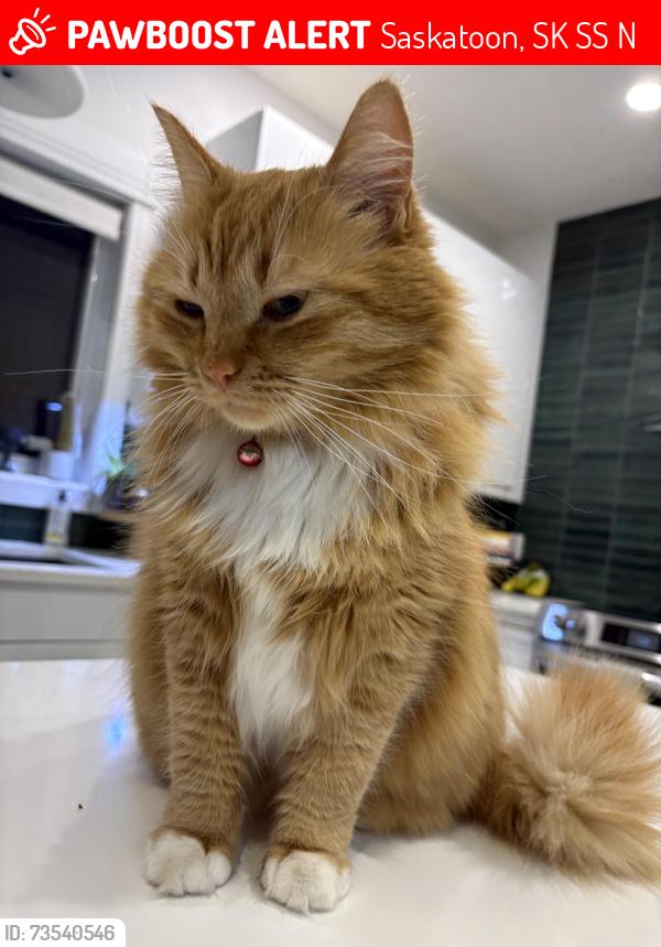 Lost Female Cat last seen Elaine Hnatyshyn park, Saskatoon, SK S7S 1N1
