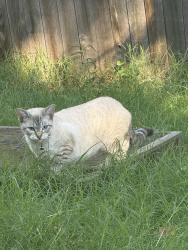 Found/Stray Female Cat last seen Near E 69th St Tulsa, OK 74133, Tulsa, OK 74133