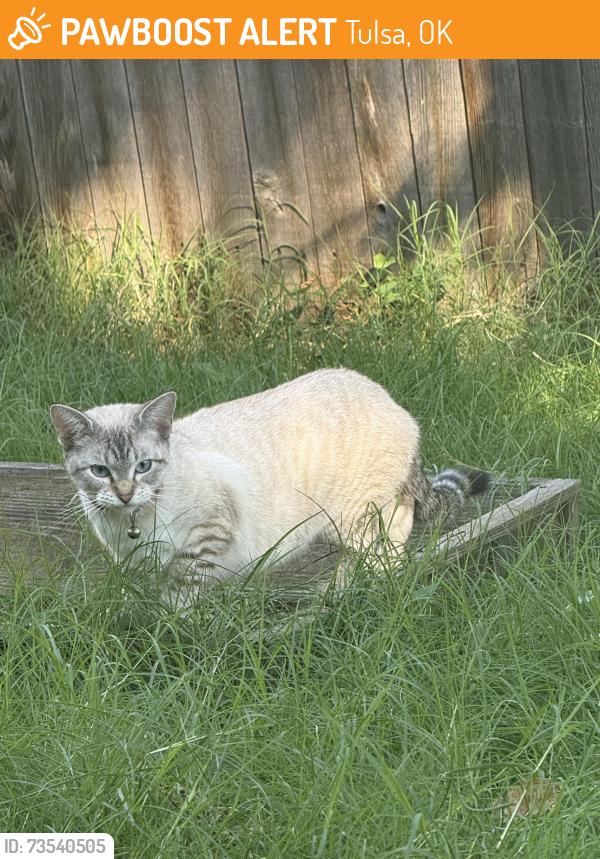 Found/Stray Female Cat last seen Near E 69th St Tulsa, OK 74133, Tulsa, OK 74133