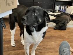 Lost Male Dog last seen Jack in the Box at SW Green Oaks and 360, Arlington, TX 76017