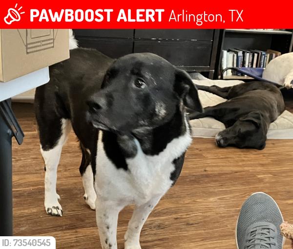 Lost Male Dog last seen Jack in the Box at SW Green Oaks and 360, Arlington, TX 76017