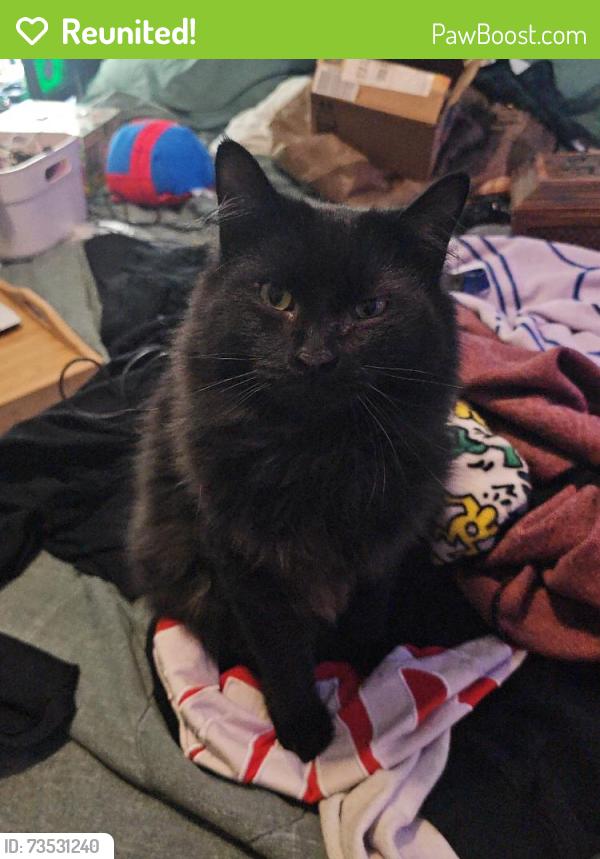 Reunited Male Cat last seen Schnucks, Pekin, IL 61554