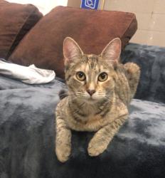 Lost Female Cat last seen Crapemyrtle rd, St. Tammany Parish, LA 70433