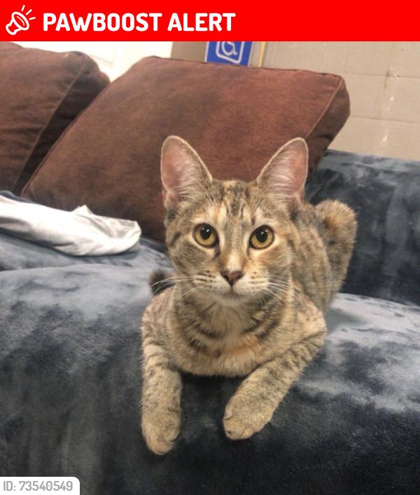 Lost Female Cat last seen Crapemyrtle rd, St. Tammany Parish, LA 70433