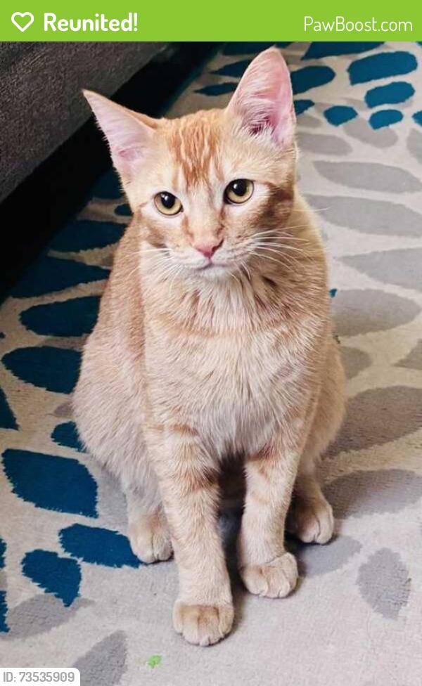 Reunited Female Cat last seen 40th street and Grovers Ave, Phoenix, AZ 85032
